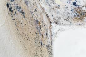 Best Mold Damage Restoration in USA